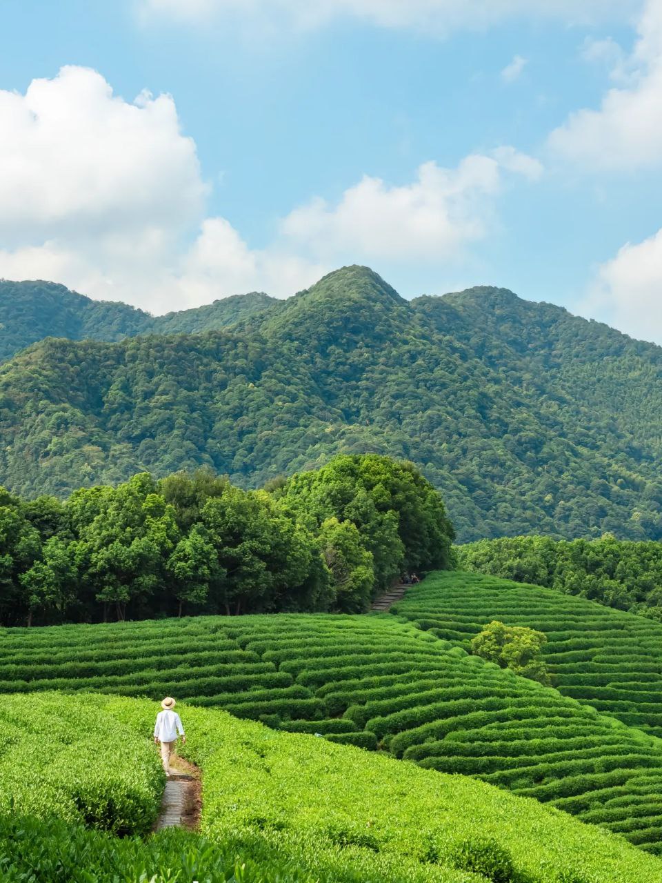 茶叶，这一古老而又年轻的产业